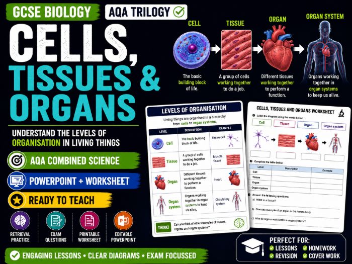 Cells, Tissues and Organs Lesson | GCSE Biology | AQA Combined Science Trilogy | PowerPoint + Worksh