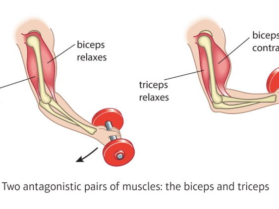 6 Lesson Bundle - The Skeletal and MusculoSkeletal System