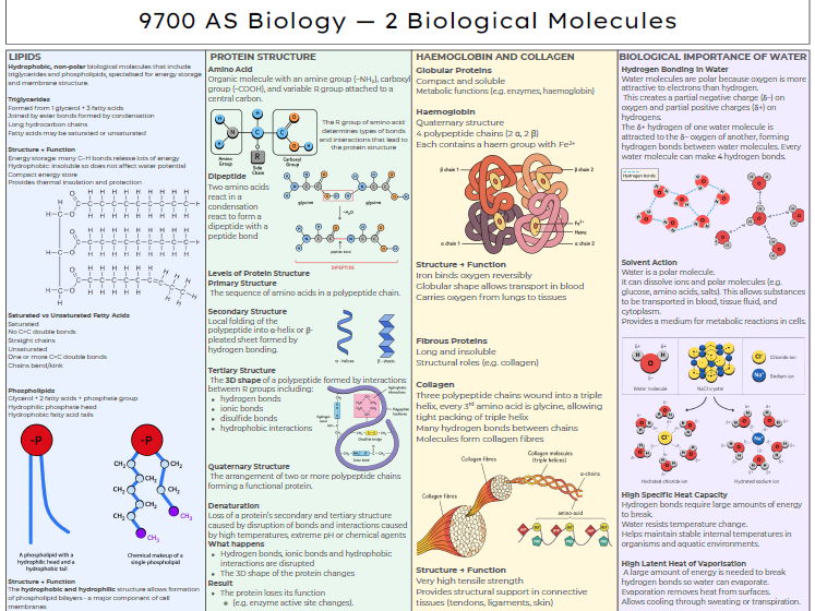 AS Biology - Biological Molecules Knowledge Organsier