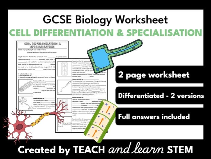 Cell Differentiation and Specialisation Worksheet | AQA GCSE Biology