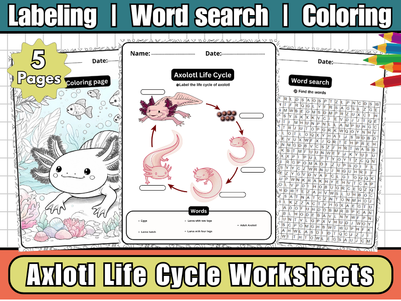 Axolotl Life Cycle-Labeling Diagram,Worksheets,Coloring & WordSearch | Amphibian Science Activity