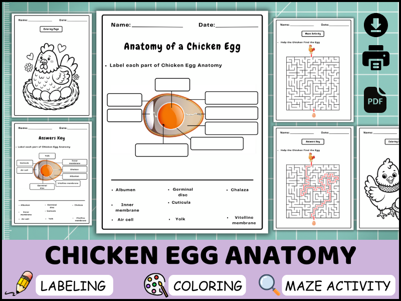 Chicken Egg Anatomy Worksheet, Parts of an Egg Labeling, Coloring Page, Science Word Search (PDF)