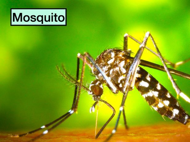 Mosquitoes: Animated Keynote/PPT Presentation, Colorful Science