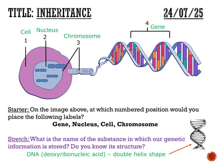 Inheritance - complete lesson (KS3)