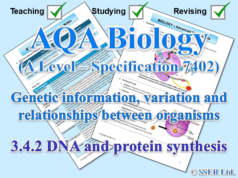 BIOA_AQA Topic Notes: 3.4.2 DNA and protein synthesis
