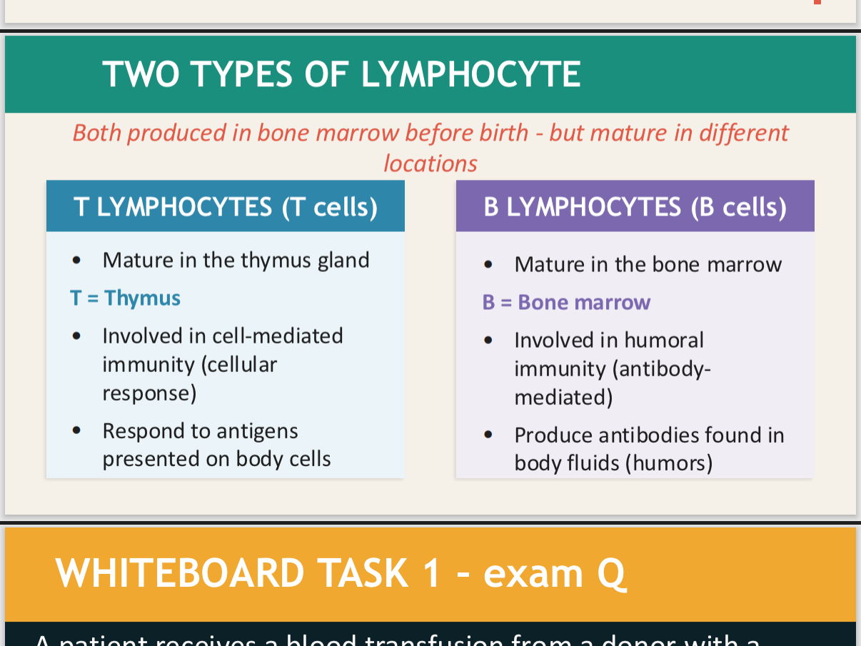 AQA A-level cell recognition and immune system until