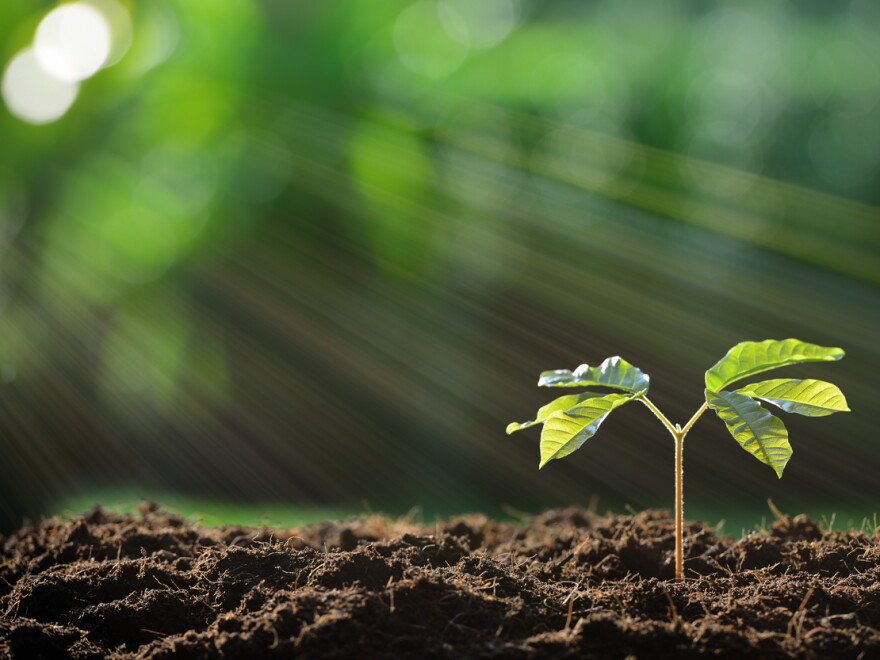 iGCSE Biology - 6.1 Photosynthesis
