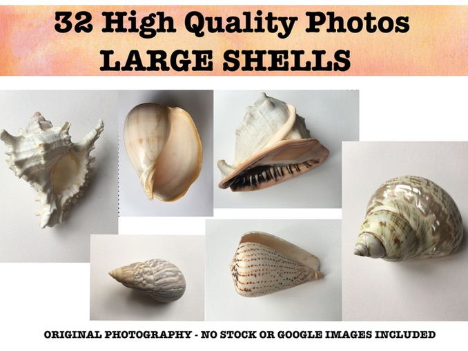 Large Shells - Photo resource bank