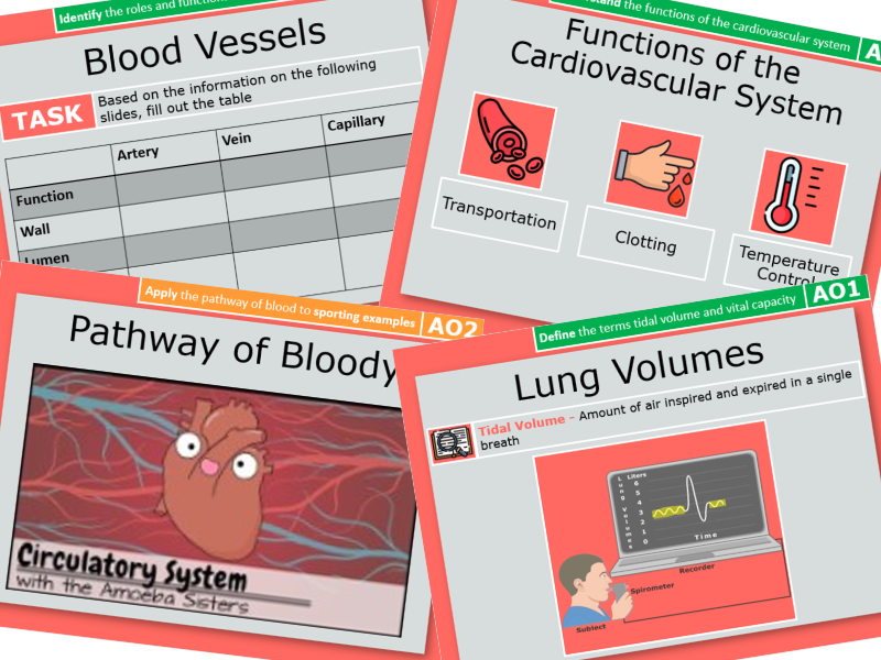 Cardiovascular System