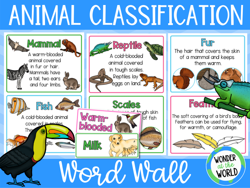 Vertebrate animal classification science vocabulary KS1 Teaching