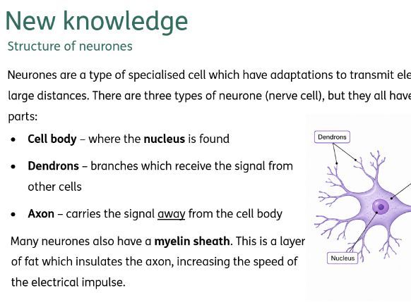 Human nervous system, including reflexes, synapses and RP7 (Human reaction time)