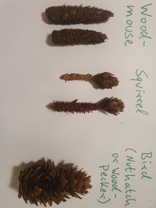 Feeding traces of different animals in the forest