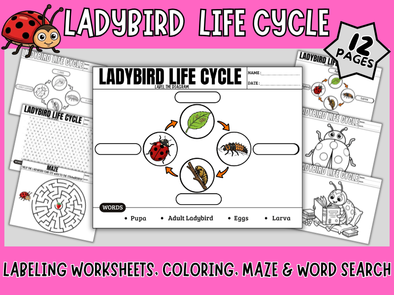 Life Cycle of a Ladybird - Labeling, Word Search, Maze and Colouring Pages