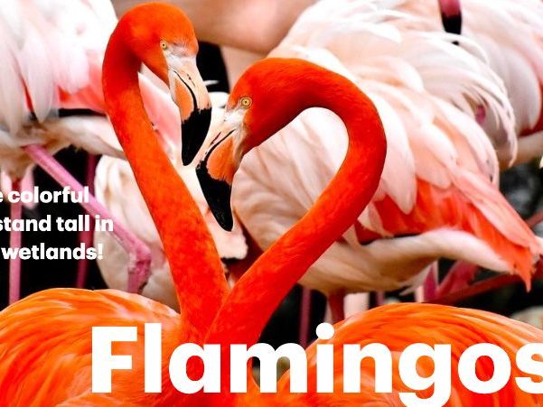 Flamingos: Animated Keynote/PPT Presentation, Colorful Science