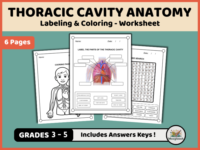 Thoracic Cavity Anatomy Worksheet Pack | Labeling, Coloring & Word Search (Gr. 3-5 Human Body PDF)