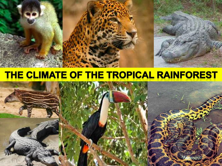 The Climate of the Tropical Rainforest