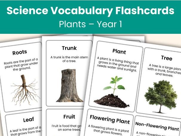 Year 1 Science Plants Vocabulary Cards – Real Photo Flashcards | KS1 Science Printable