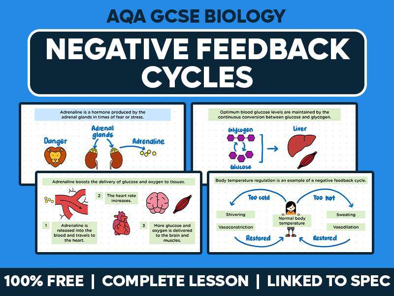GCSE AQA Biology Complete Lesson - Negative Feedback Cycles