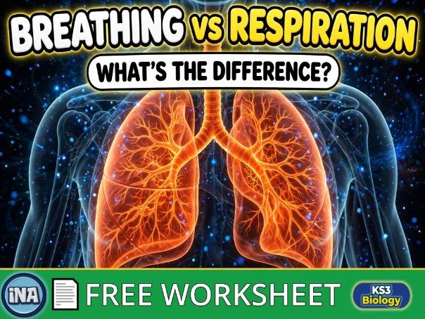 Breathing, Respiration and Gas Exchange - FREE KS3 Biology Worksheet