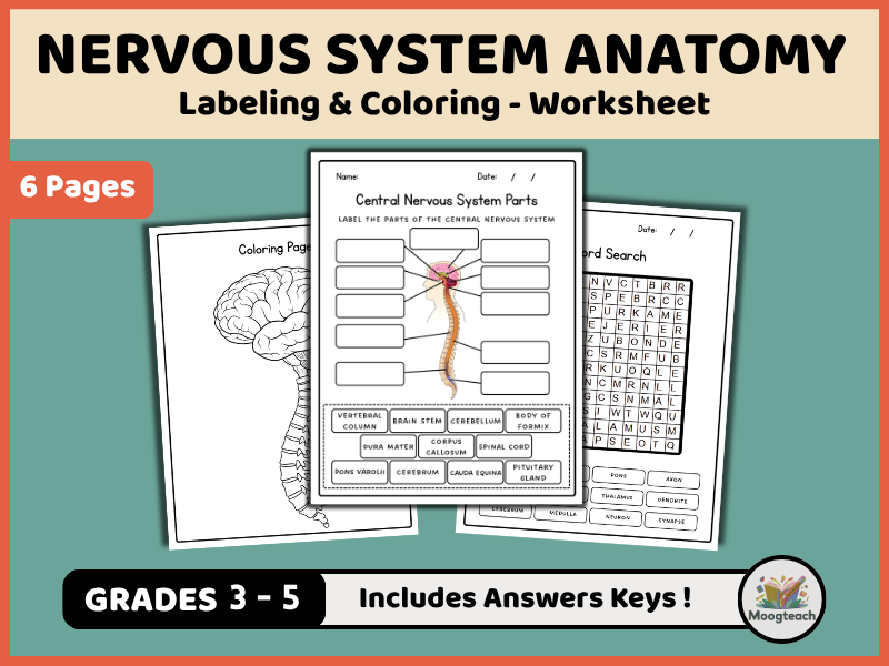 Central Nervous System (CNS) | Brain & Spinal Cord | Anatomy | Labeling | Biology | KS2 | KS3