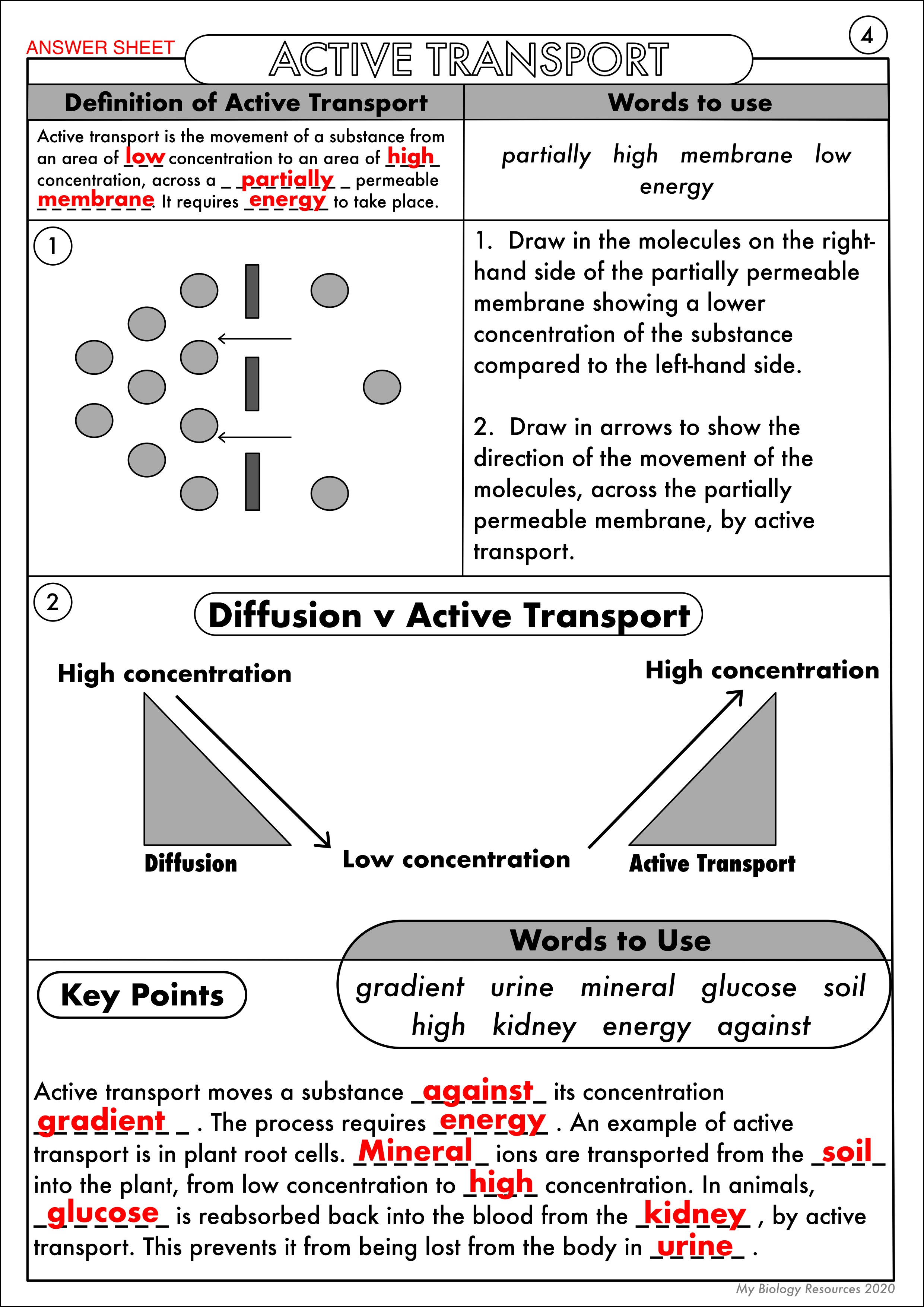 GCSE Biology Diffusion Osmosis And Active Transport Worksheet Pack