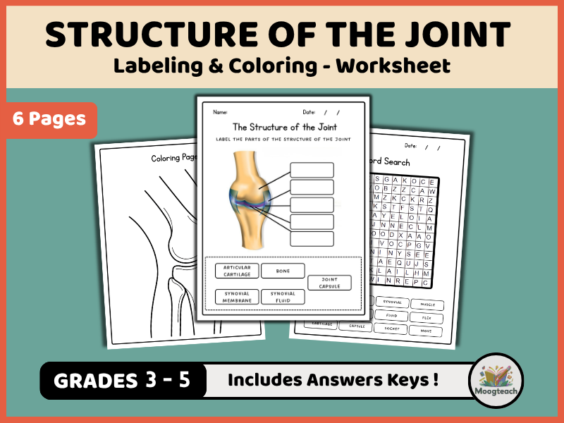 Structure of a Synovial Joint | Skeletal System | Labeling & Coloring | Biology | KS2 | KS3