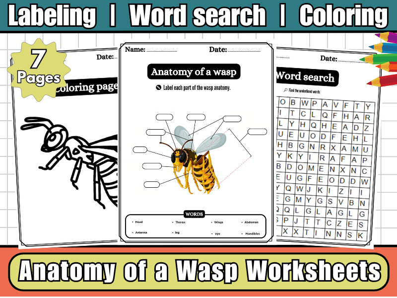 Anatomy of a Wasp-Labeling Diagram Worksheets,Word Search,Coloring-Insect Science Activity for Kids