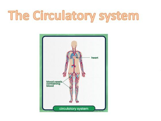 PKC - The circulatory system - PPT and worksheet (for year 2)