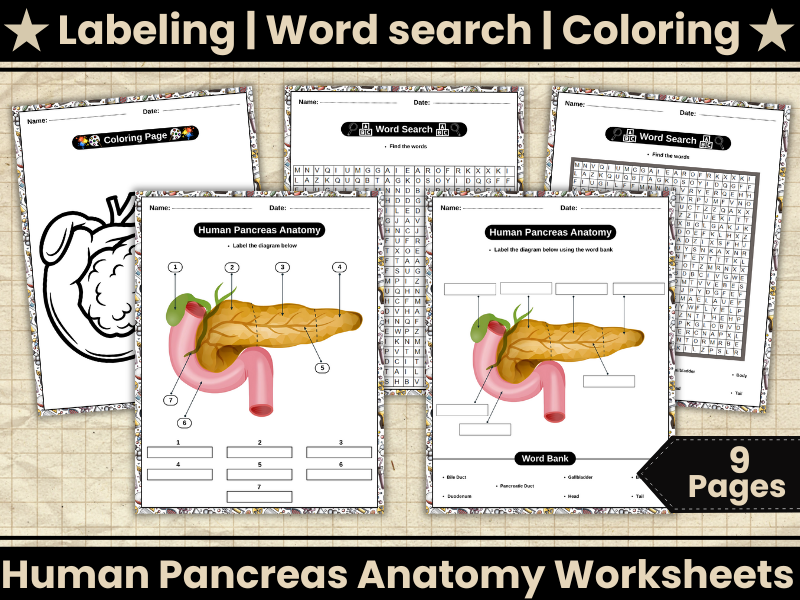 Human Pancreas Anatomy Worksheets,Labeling,Diagram,Word Search,Coloring-Digestive & Endocrine Scienc