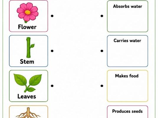 Parts of a Plant | Science | Primary