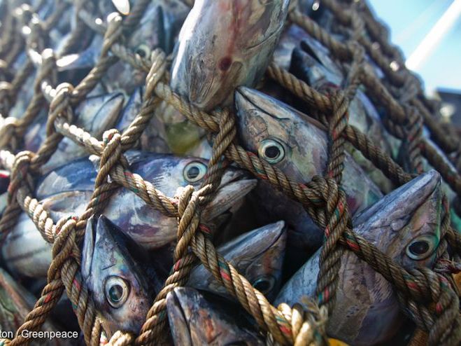 Fisheries for the Future, International A Level Marine Science, Cambridge CIE 9693 (complete unit)