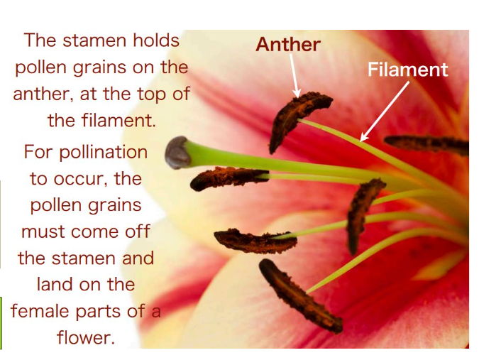 Parts of a Flower Complete Lesson