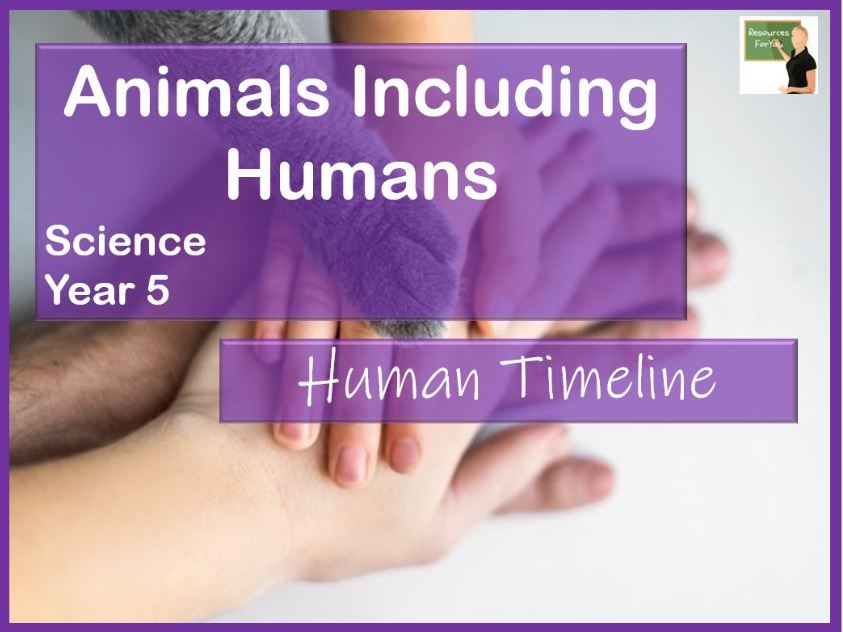 Science- Animals including humans- Human timeline- Year 5 | Teaching ...