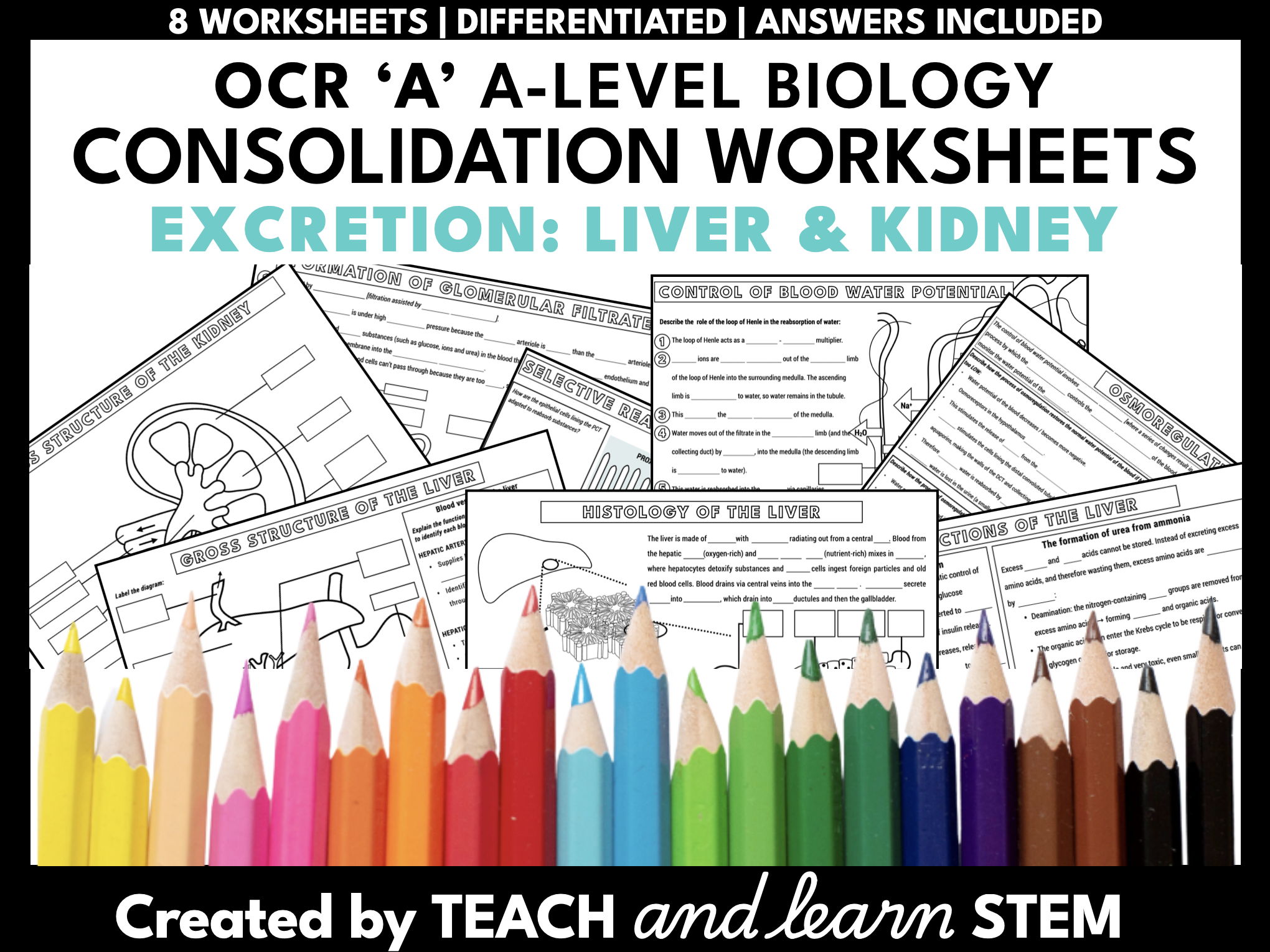 Liver and Kidney A-level Biology Summary Worksheets | Module 5 Excretion OCR