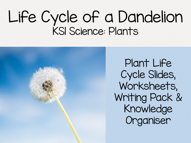 Dandelion Lifecycle KS1 | Plant Life Cycle Slides, Worksheets & Writing Pack