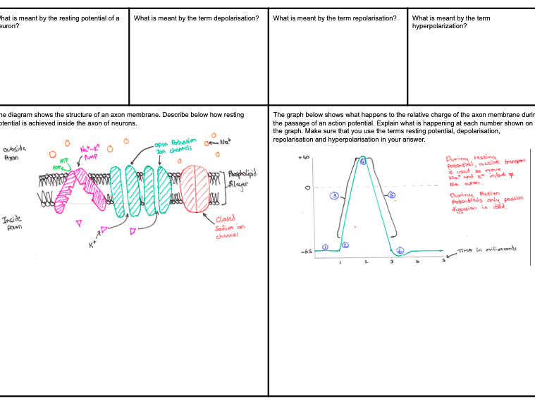 Resting Potential and Action Potentials Lesson Mat Teaching Resources