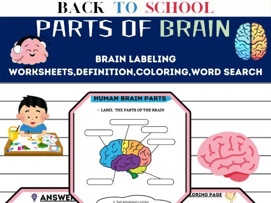 Parts of the Brain | Labeling, Coloring, Word Search & Definitions
