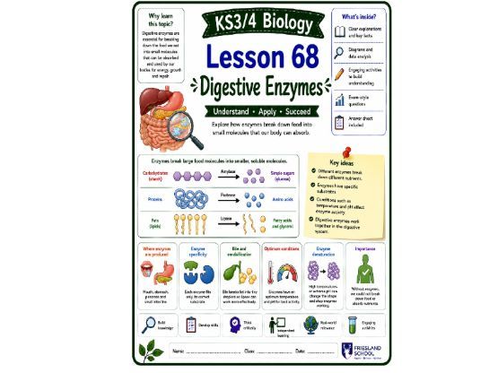 Digestive enzymes cover lesson (L68) Biology