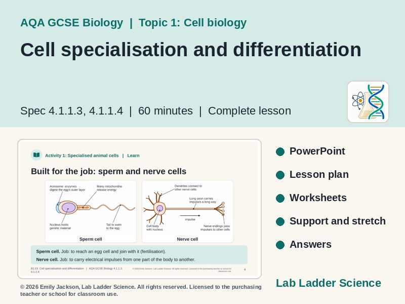 B1-03 Cell Specialisation: AQA GCSE Biology