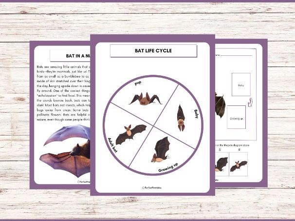 Life Cycle of a Bat Worksheet - Animal Science Unit Study With Fun Facts!