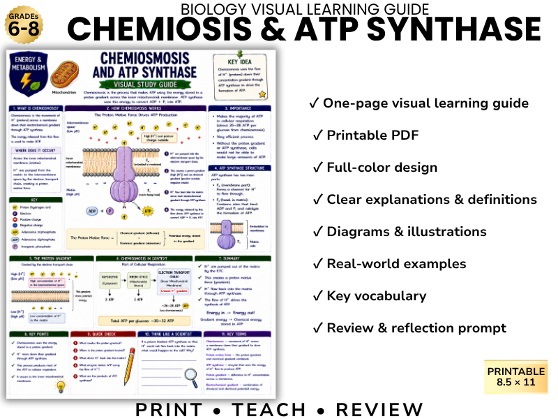 CHEMIOSIS & ATP SYNTHASE | Biology Visual Learning Guide | Grade 8 & Middle School Science
