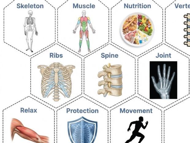 Year 3 Science Units - Hexagonal Thinking