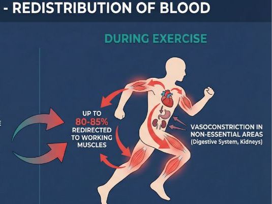 Cardiovascular System AS Level PE (8386)