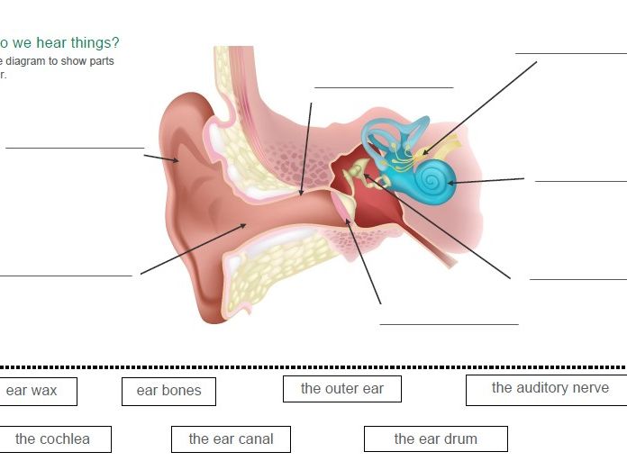 How do we hear things? Understanding sound
