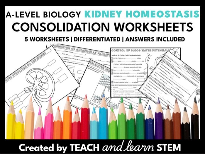 Kidney Homeostasis A-level Biology Summary Worksheets