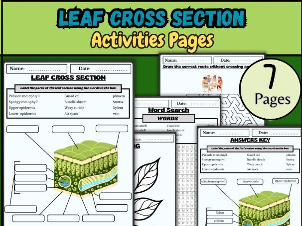 Leaf cross section/Leaf structure activity/LEAF CROSS SECTION