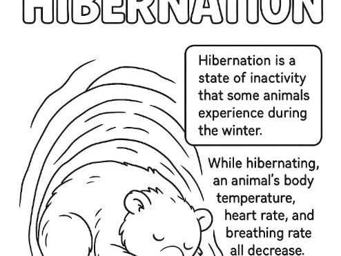 Hibernation Colouring Sheet