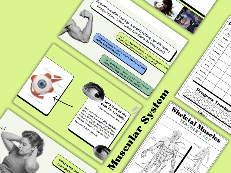 Muscular System: Body Systems Lesson on the Anatomy of Muscles, Health Class