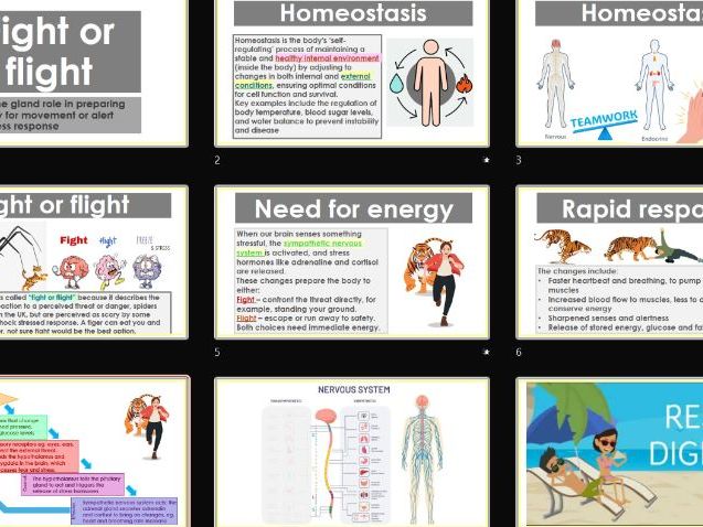 Fight or Flight stress response PowerPoint - adaptable