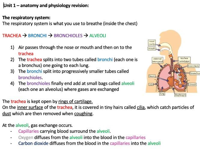 GCSE PE unit1 anatomy + physiology notes
